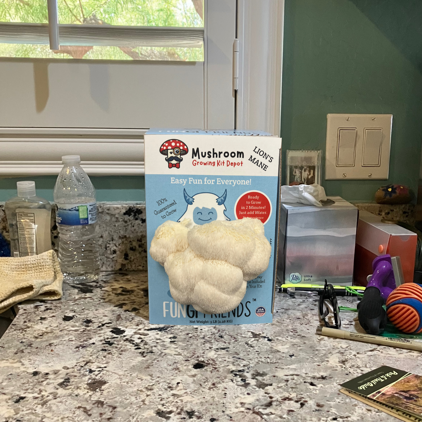 Betty the Yeti - Lion's Mane Mushroom Grow Kit - 5 LBS (with box)