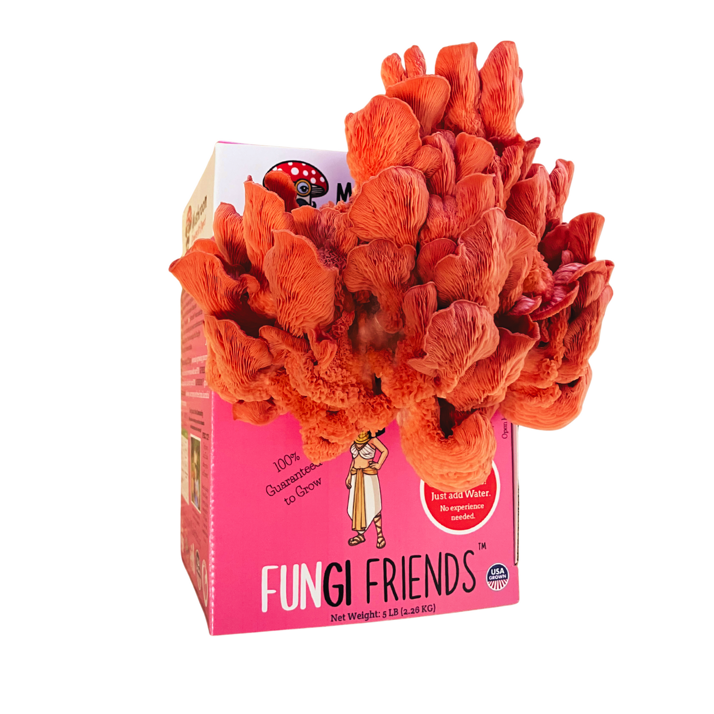 Cleopashrooma - Pink Oyster Mushroom Grow Kit - 5 LBS (with box)