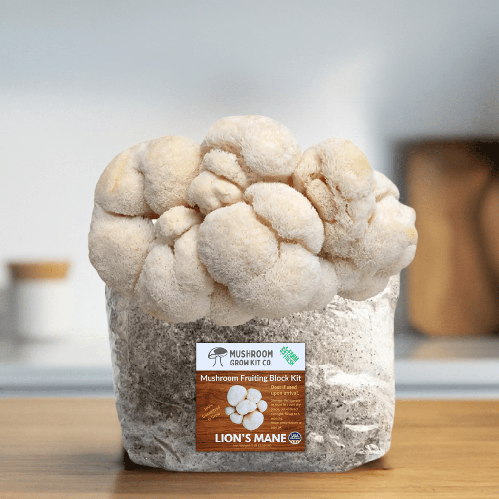 Lion's Mane Mushroom Grow Kit for growing fresh mushrooms at home. Chemical and pesticide free. Fully colonized lions' mane mushroom fruiting block from Mushroom Grow Kit Co.