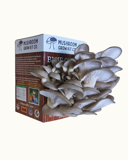 1.5 pounds of fresh blue oyster mushrooms growing at home from a Mushroom Grow Kit Co. mushroom grow kit