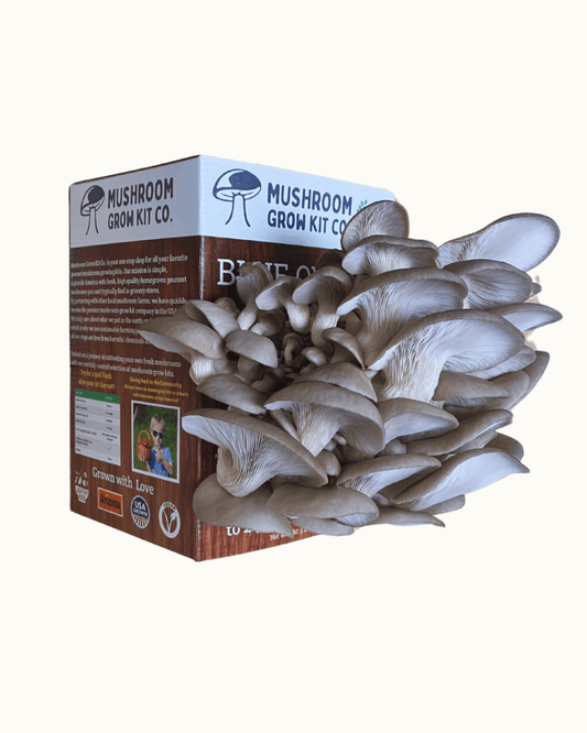1.5 pounds of fresh blue oyster mushrooms growing at home from a Mushroom Grow Kit Co. mushroom grow kit