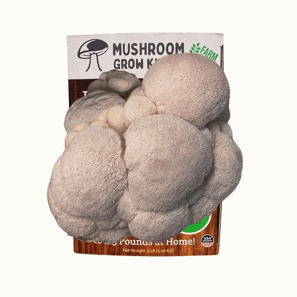 Fresh lion's mane mushrooms growing in a Mushroom Grow Kit Co. beginner friendly mushroom cultivation grow kit.