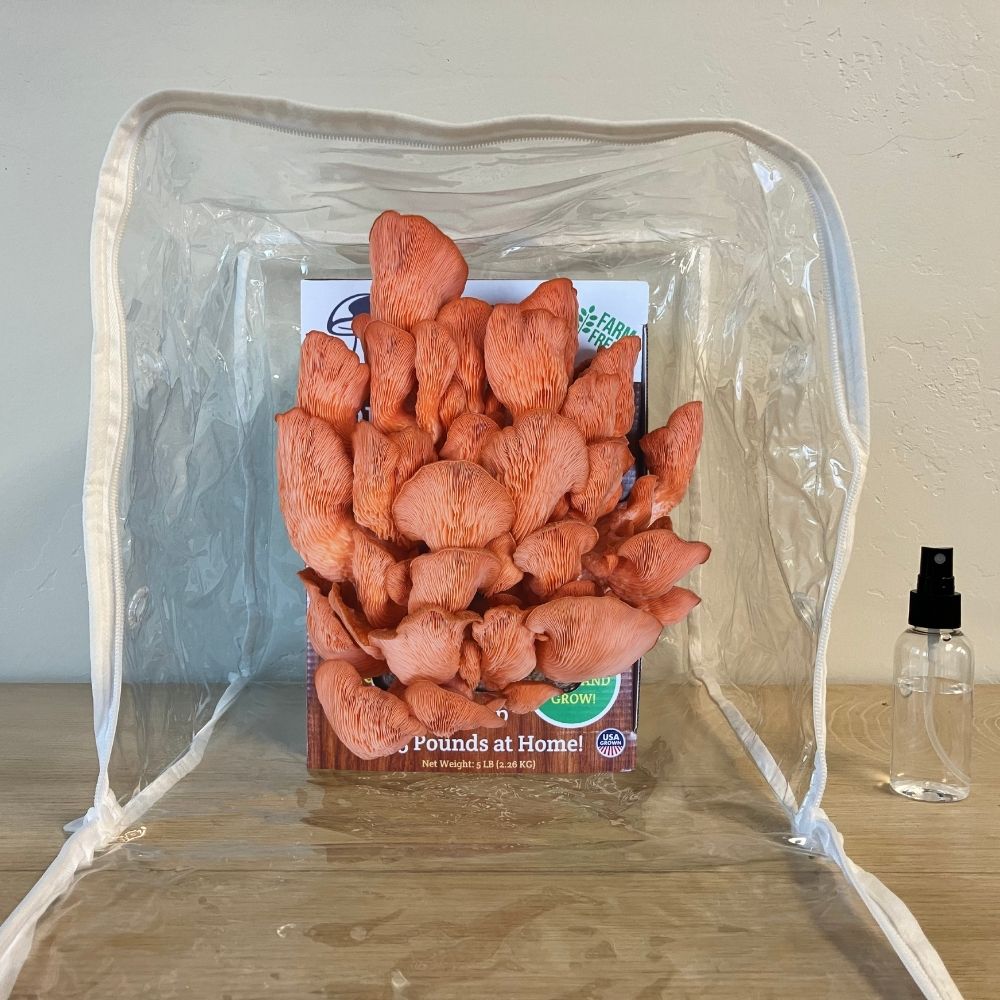 Fresh pink oyster mushrooms growing out of a mushroom grow kit in a plastic humidity tent on a table. Spray bottle next to kit