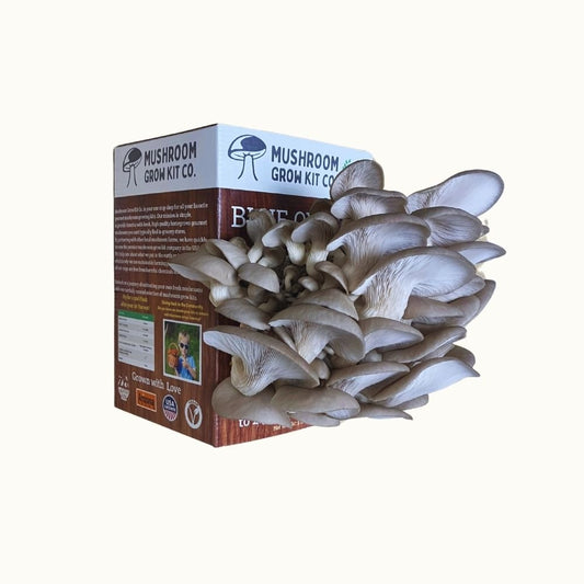 Side view of fresh bright blue oyster mushrooms growing out of a mushroom grow kit on a white background.