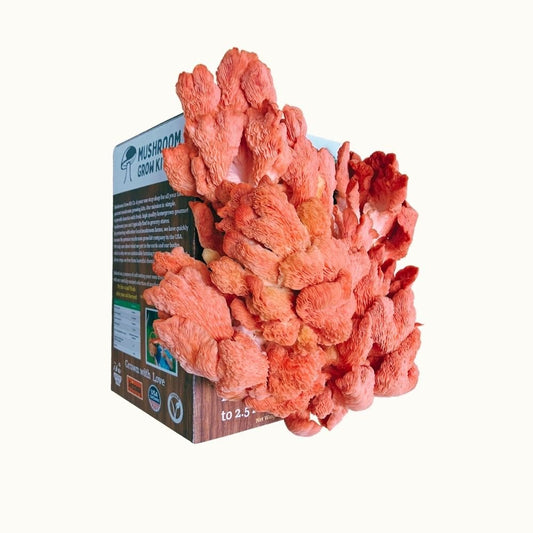 Side view of fresh bright pink oyster mushrooms growing out of a mushroom grow kit on a white background.