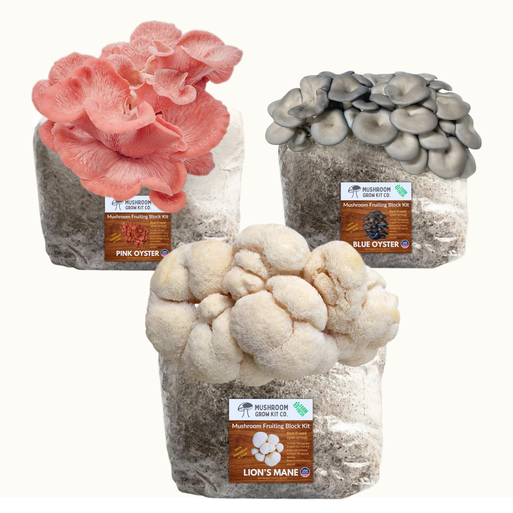 Lion's Mane Mushroom, Pink Oyster Mushroom, and Blue Oyster Mushroom Grow Kit for growing fresh mushrooms at home.  Chemical and pesticide free. Fully colonized pink oyster mushroom, lion's mane mushroom, and blue oyster mushroom fruiting blocks from Mushroom Grow Kit Co.