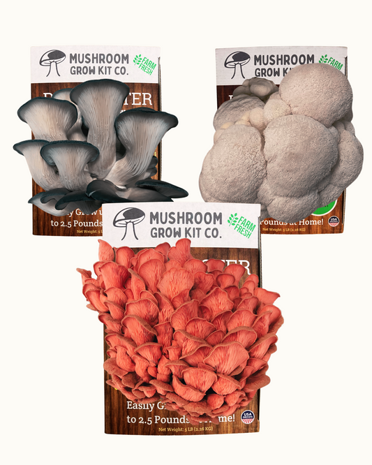 3-Pack of at home mushroom growing kit. 1 Pink oyster mushroom growing kit, 1 blue oyster mushroom growing kit, and 1 lion's mane mushroom growing kit from Mushroom Grow Kit Co. 