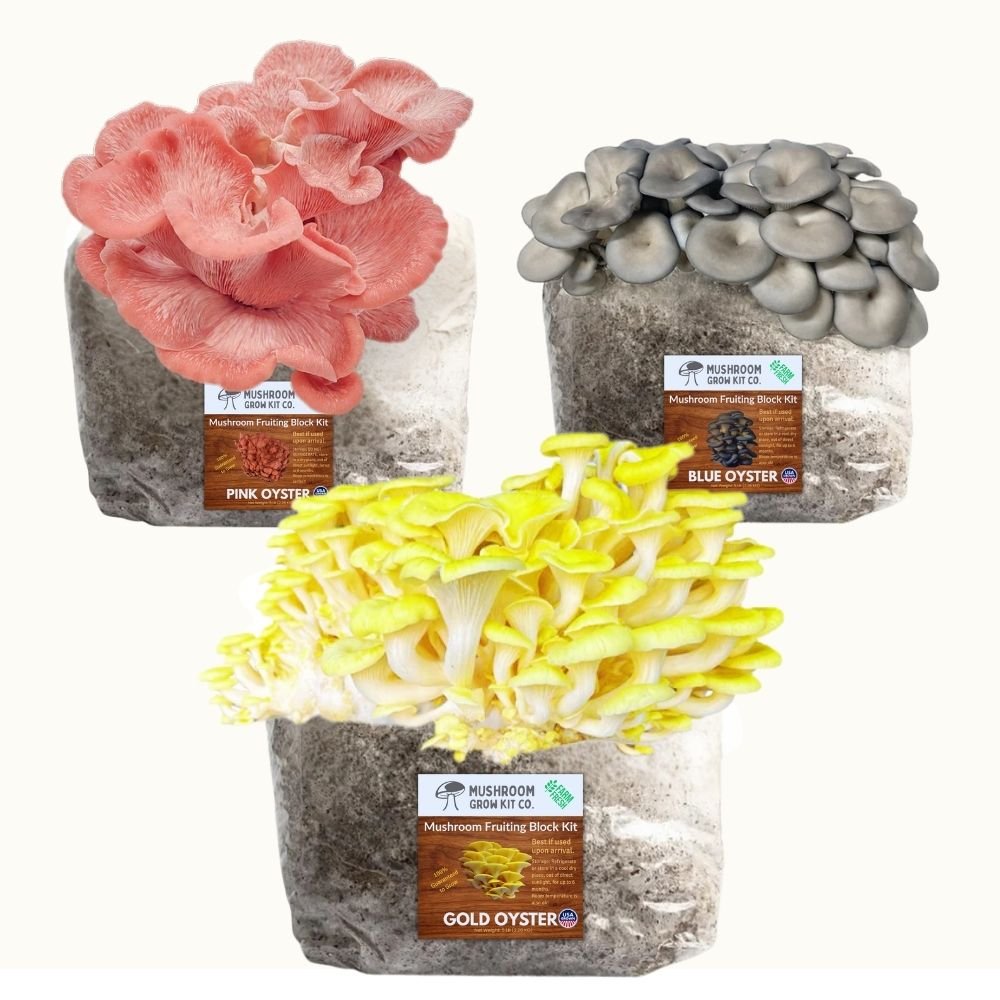 Mushroom cultivation kit bundle gold oyster, pink oyster, and blue oyster mushrooms growing from master's mix fruiting blocks