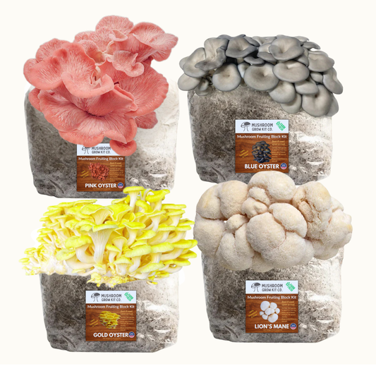 Lion's Mane Mushroom, Gold Oyster Mushroom, Pink Oyster Mushroom, and Blue Oyster Mushroom Grow Kit for growing fresh mushrooms at home.  Chemical and pesticide free. Fully colonized yellow oyster mushrooms, pink oyster mushroom, lion's mane mushroom, and blue oyster mushroom fruiting blocks from Mushroom Grow Kit Co.
