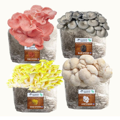 Mushroom cultivation kit bundle lion’s mane, pink oyster, blue oyster, and gold oyster mushrooms growing from fruiting blocks