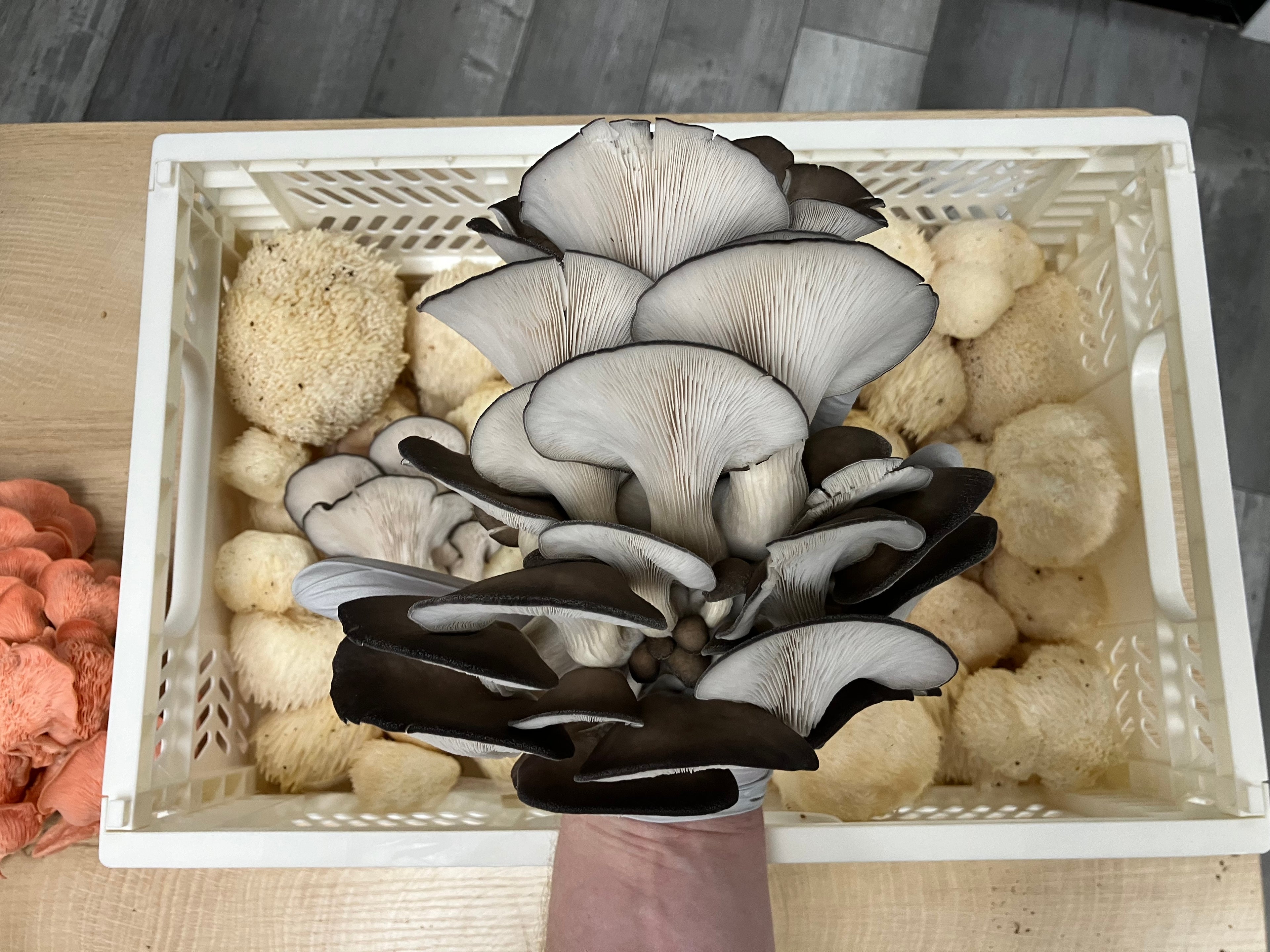 Fresh harvest of blue oyster mushrooms, lion's mane mushrooms, and pink oyster mushrooms from at home mushroom growing kits. 