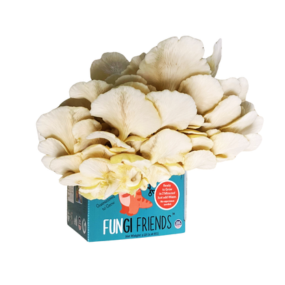 Fungisaurus Rex - Gold Oyster Mushroom Grow Kit - 5 LBS (with box)