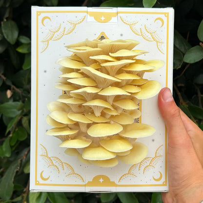 Golden Oyster Mushroom Grow Kit - 3 LBS