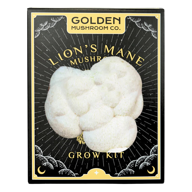 3 LBS mushroom grow kit from Golden Mushroom Co for growing lion's mane mushrooms at home. 