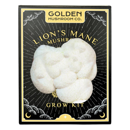 3 LBS mushroom grow kit from Golden Mushroom Co for growing lion's mane mushrooms at home. 