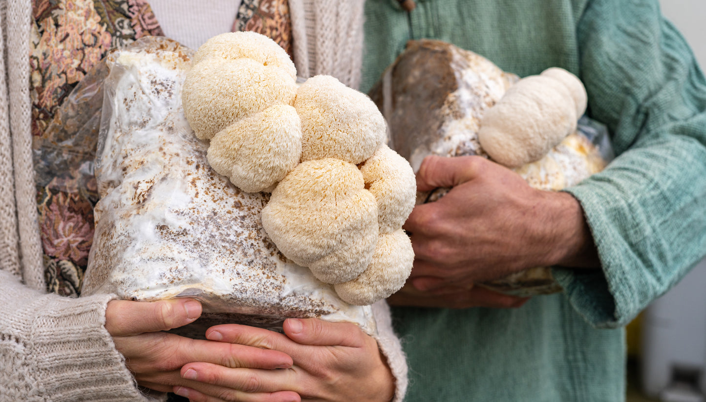 Two people holding lion's mane mushroom grow kit fruiting blocks for  easily growing mushrooms at home. The fruiting blocks have large, premium lion's mane mushrooms growing on them.