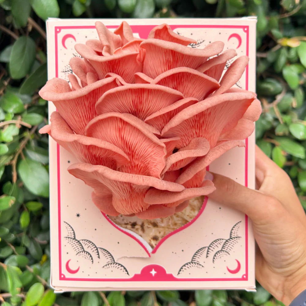 3 LBS mushroom grow kit from Golden Mushroom Co for growing pink oyster mushrooms at home. Shows mushrooms growing!