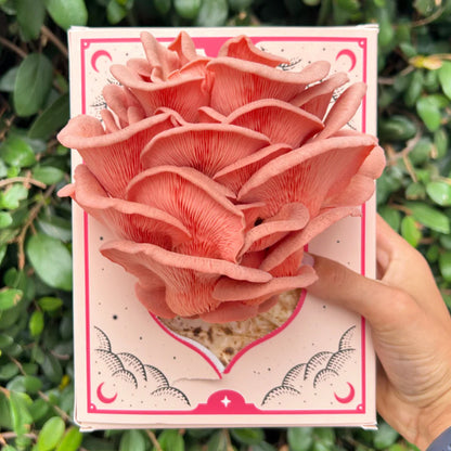 3 LBS mushroom grow kit from Golden Mushroom Co for growing pink oyster mushrooms at home. Shows mushrooms growing!