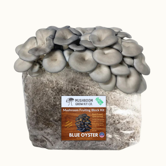 Blue Oyster Mushroom Grow Kit for growing fresh mushrooms at home.  Chemical and pesticide free. Fully colonized blue oyster mushroom fruiting block from Mushroom Grow Kit Co.