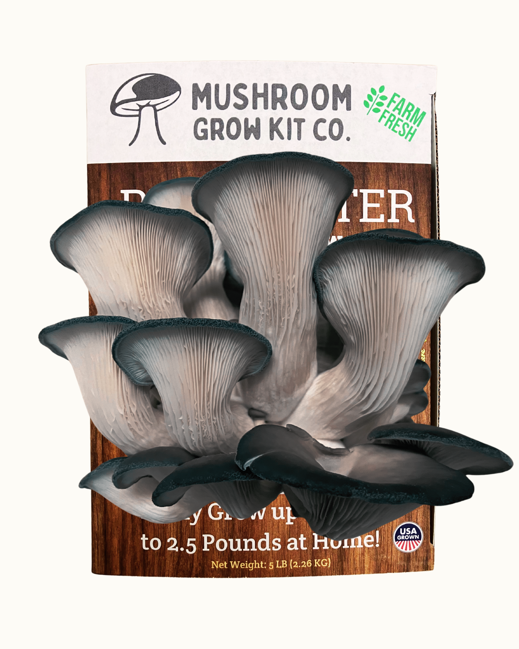 Fresh blue oyster mushrooms growing at home from a Mushroom Grow Kit Co. mushroom grow kit