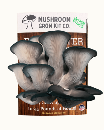 Fresh blue oyster mushrooms growing at home from a Mushroom Grow Kit Co. mushroom grow kit