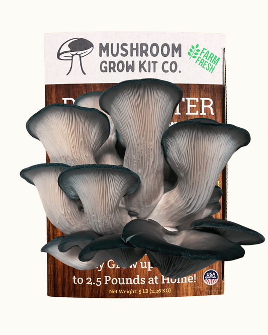 Fresh blue oyster mushrooms growing at home from a Mushroom Grow Kit Co. mushroom grow kit