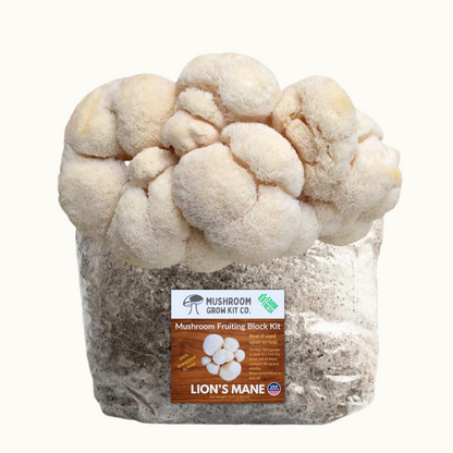 Lion's Mane Mushroom Grow Kit for growing fresh mushrooms at home.  Chemical and pesticide free. Fully colonized lions' mane mushroom fruiting block from Mushroom Grow Kit Co.