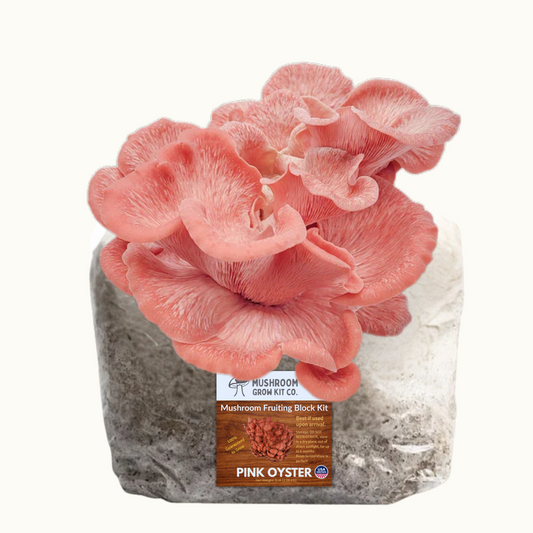 Pink Oyster Mushroom Grow Kit for growing fresh mushrooms at home.  Chemical and pesticide free. Fully colonized pink oyster mushroom fruiting block from Mushroom Grow Kit Co.