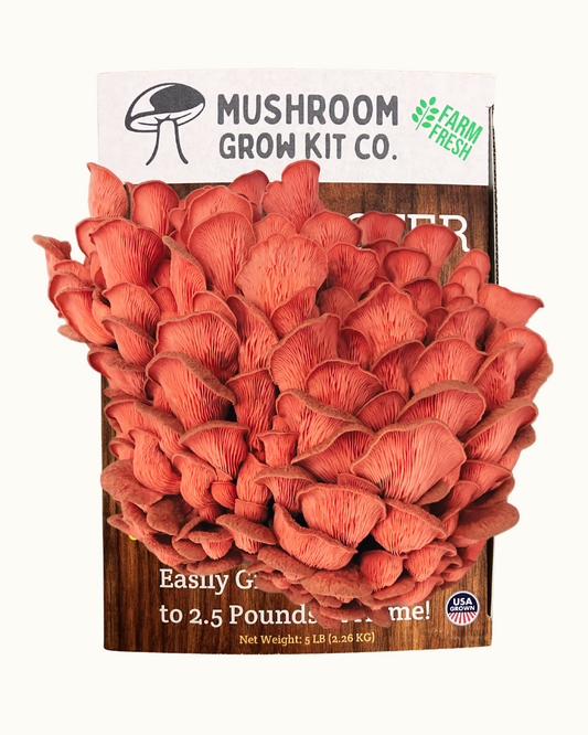 Fresh pink oyster mushrooms growing at home from a Mushroom Grow Kit Co. mushroom grow kit