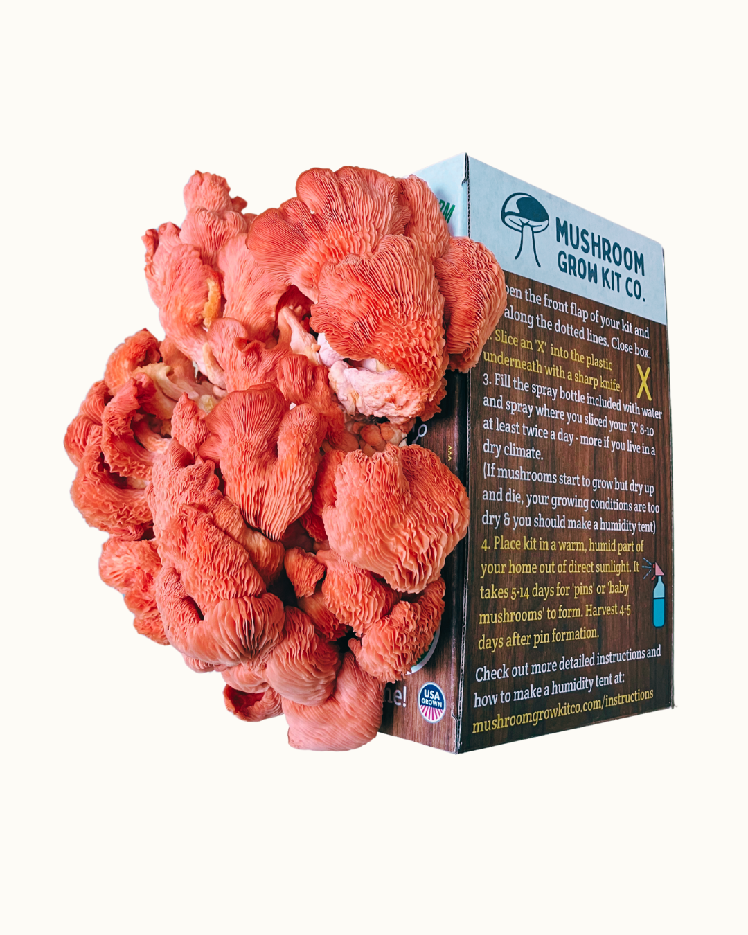 1.5 pounds of fresh pink oyster mushrooms growing at home from a Mushroom Grow Kit Co. mushroom grow kit