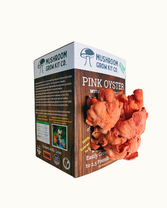1.5 pounds of fresh pink oyster mushrooms growing at home from a Mushroom Grow Kit Co. mushroom grow kit