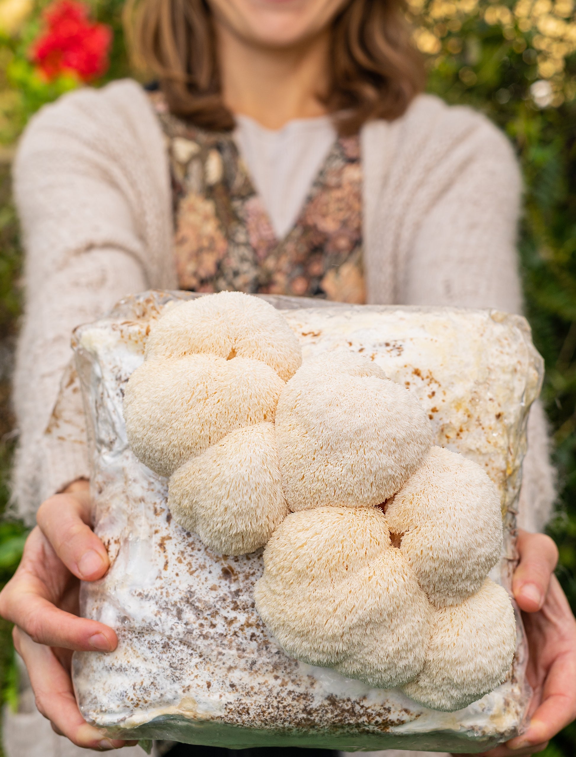 Woman holding lion's mane mushroom grow kit fruiting block for  easily growing mushrooms at home. The fruiting block is fully colonized and has large, premium lion's mane mushrooms growing on it.