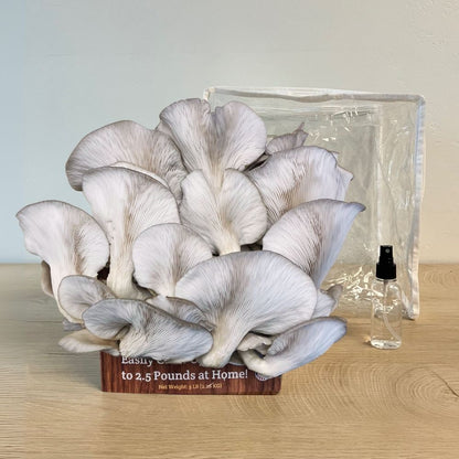 Fresh blue oyster mushrooms growing out of a mushroom grow kit on top of a wood desk. Clear plastic humidity tent in back.