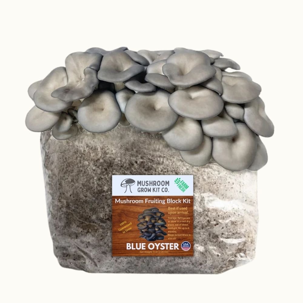 Blue oyster mushroom grow kit showing blue oyster mushrooms growing from a fruiting block used for mushroom cultivation.