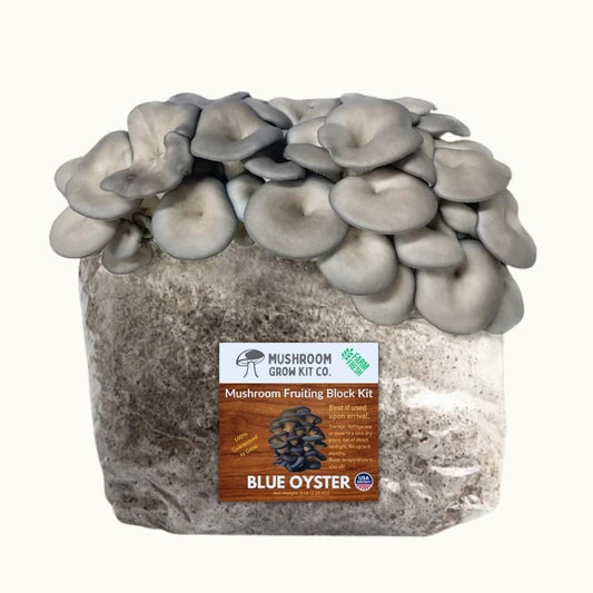 Blue oyster mushroom grow kit showing blue oyster mushrooms growing from a fruiting block used for mushroom cultivation.