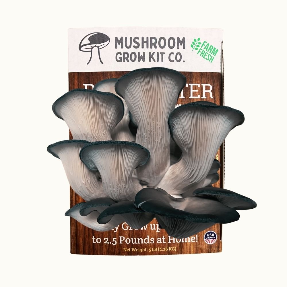 Fresh blue oyster mushrooms growing at home from a Mushroom Grow Kit Co. beginner friendly mushroom cultivation grow kit.