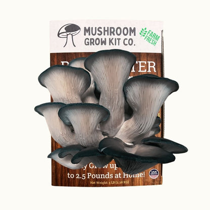 Fresh blue oyster mushrooms growing at home from a Mushroom Grow Kit Co. beginner friendly mushroom cultivation grow kit.
