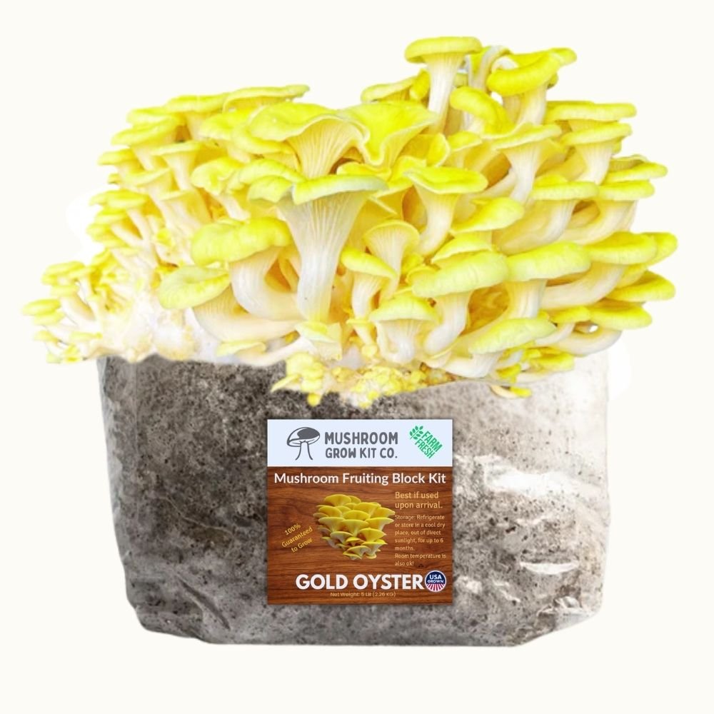 Gold oyster mushroom grow kit showing yellow oyster mushrooms growing from a fruiting block used for mushroom cultivation.