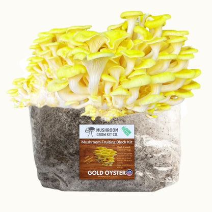 Gold oyster mushroom grow kit showing yellow oyster mushrooms growing from a fruiting block used for mushroom cultivation.