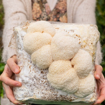 Two hands holding a lion's mane mushroom grow kit fruiting block with three pounds of fresh lion's mane mushrooms growing.