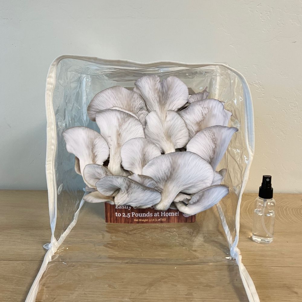 Fresh blue oyster mushrooms growing out of a mushroom grow kit in a plastic humidity tent on a table. Spray bottle next to kit