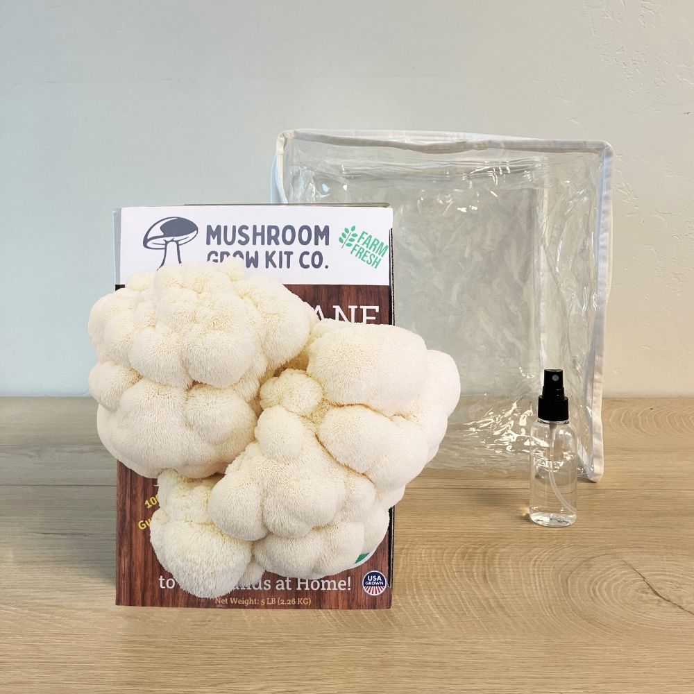Fresh lion's mane mushrooms growing out of a mushroom grow kit on top of a wood desk. Clear plastic humidity tent in back.