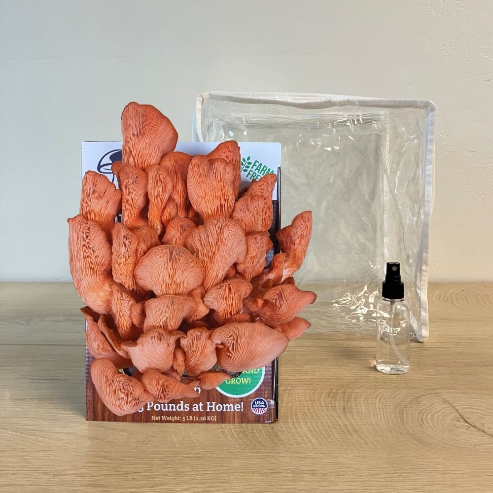 Fresh pink oyster mushrooms growing out of a mushroom grow kit on top of a wood desk. Clear plastic humidity tent in back.