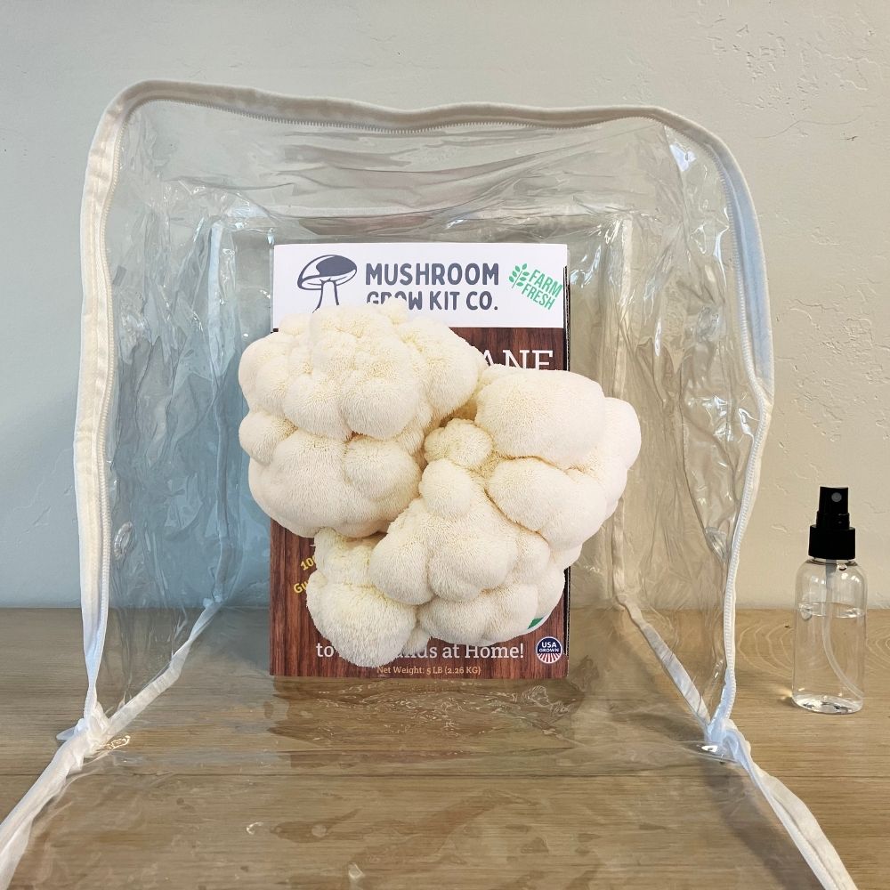 Fresh lion's mane mushrooms growing out of a mushroom grow kit in a plastic humidity tent on a table. Spray bottle next to kit
