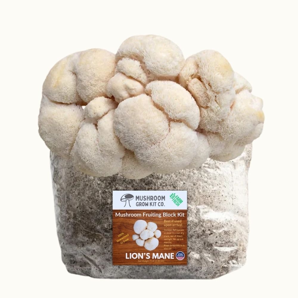 Lion's mane mushroom grow kit showing fresh lions mane mushrooms growing from a fruiting block used for mushroom cultivation.
