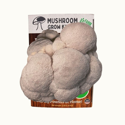 Fresh lion's mane mushrooms growing in a Mushroom Grow Kit Co. beginner friendly mushroom grow kit.
