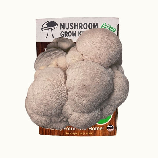 Fresh lion's mane mushrooms growing in a Mushroom Grow Kit Co. beginner friendly mushroom grow kit.