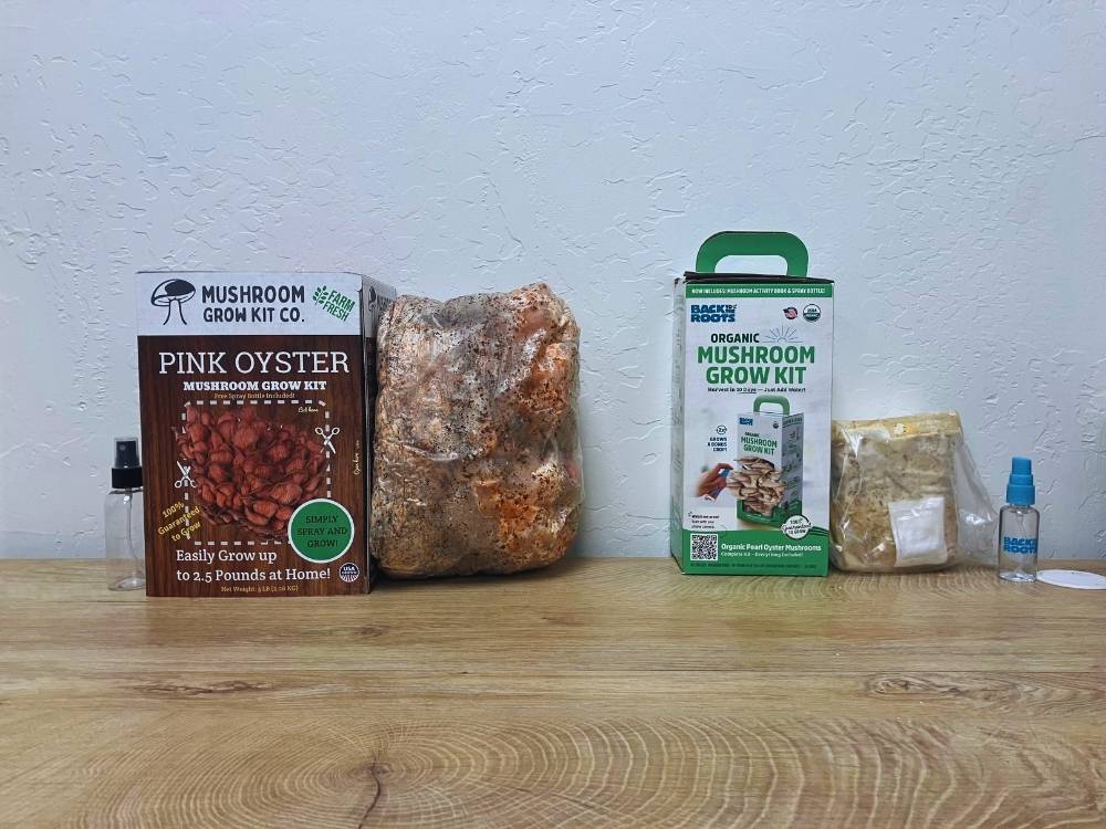 A large five pound mushroom growing kit from Mushroom Grow Kit Co. next to a small half pound grow kit from Back to the Roots