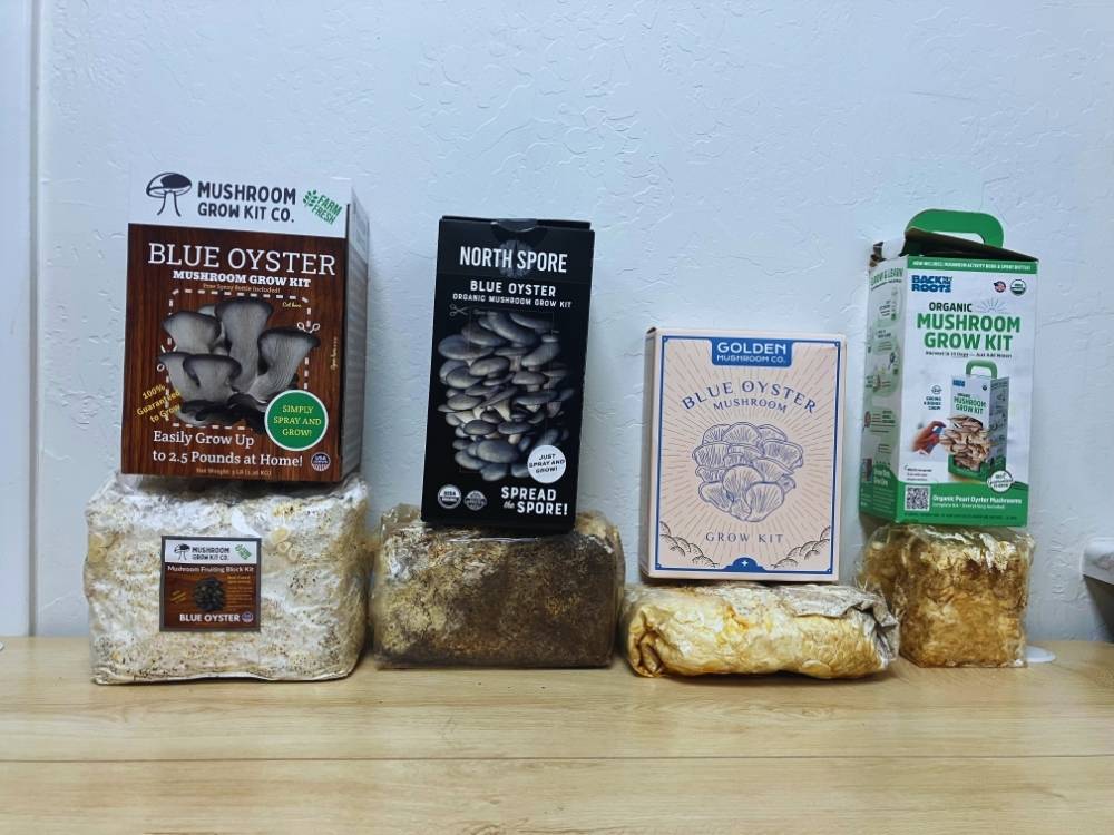 Collection of at home mushroom growing kits on a table. Blue oyster mushroom grow kits in order from largest to smallest.