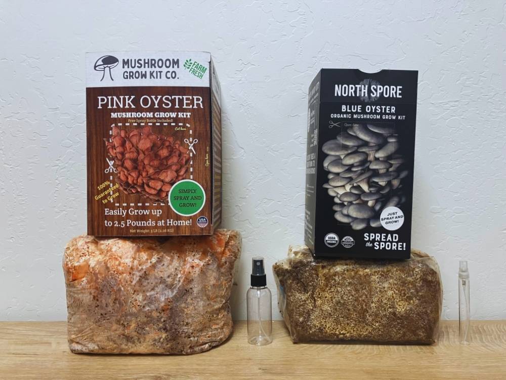 A healthy five pound grow kit from Mushroom Grow Kit Co. next to North Spore's four pound dry, partially colonized mycelium. 